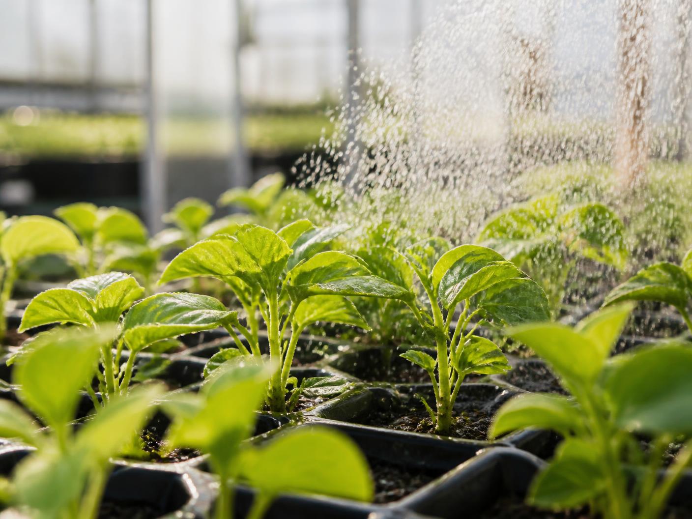 Jonge planten in de kas